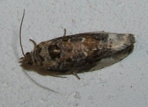 Tortricidae, Olethreutinae, Hedya nubiferana... 2007.06.12 (7p).JPG