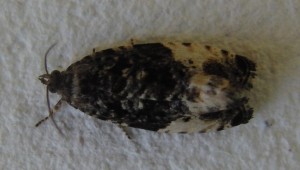 2481 Tortricidae olethreutinae  olethreutini Hedya pruniana 2009.05.22 (5p).JPG