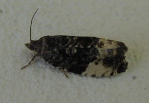 2481 Tortricidae olethreutinae  olethreutini Hedya pruniana 2009.05.22 (3p).JPG