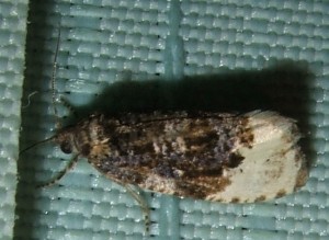 tortricidae Hedya ochroleucana ... 2008.06.19 (5p).JPG