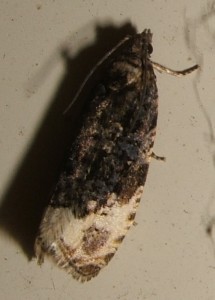 24.. tortricidae, olethreutinae  olethreutini, Apotomis peut-être sauciana...  carbo 2007.06.10 (3p).JPG