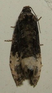24.. tortricidae, olethreutinae  olethreutini, Apotomis peut-être sauciana...  carbo 2007.06.10 (4p).JPG