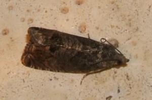 2402 Tortricidae Cydia pomonella... 2006.09.02 (3p).jpg