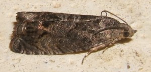 2402 Tortricidae Cydia pomonella... 2006.09.02 (5p).jpg