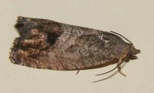 2402 Tortricidae Cydia pomonella... 2006.09.02 (11p).jpg