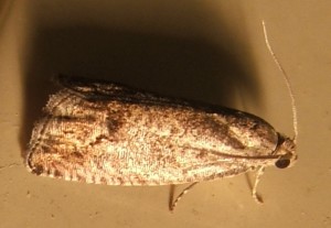 2402 Tortricidae Cydia pomonella... 2007.09.16 (4p).JPG