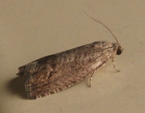 2402 tortricidae, Cydia pomonella... 2007.09.16 (3p).JPG