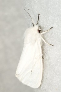 Liste 493 Spilosoma urticae Teuliez Emilien Albias 82 140822009 papillon de nuit 008.jpg