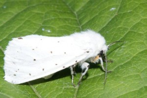 Liste 494 Spilosoma urticae Teuliez Emilien Albias 82 140822009 papillon de nuit 007.jpg