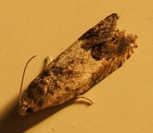 tortricidae, olethreutinae, inconnu 1 2007.05.24 (1p).JPG