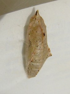 DSC08916.JPG