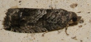 2190 Tortricidae Olethreutinae Eucosmini Ancylis achatana à v. 2008.07.25 (1p).JPG