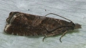2190 Tortricidae Olethreutinae Eucosmini Ancylis achatana à v. 2008.08.03 (1p).JPG