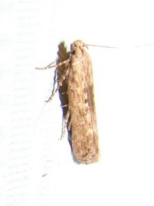 Phthorimaea operculella (5).JPG