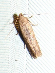 Phthorimaea operculella (4).JPG