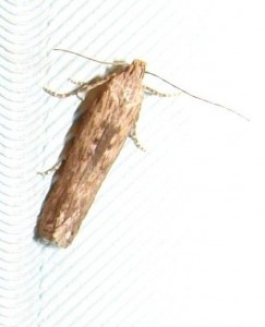 Phthorimaea operculella (3).JPG