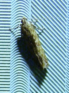 Phthorimaea operculella.JPG