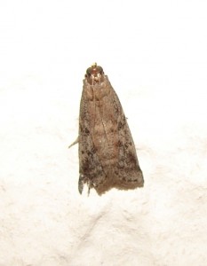 Petit nocturne 17 - pyralidae.JPG