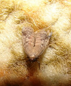 Petit nocturne 17 - pyralidae (2).JPG