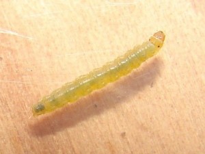 Ditula Sp.JPG