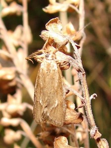 Petit papillon d'automne (2).JPG