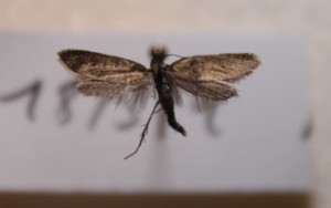 E12.8.jpg