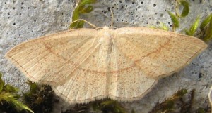 Cyclophora Aarts Tineke 46 0805 08.jpg