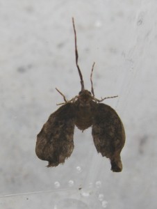 Phalène brumeuse mâle (2).JPG