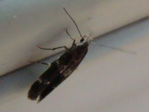 Copie de DSC06300.JPG