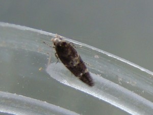 Copie de DSC06305.JPG
