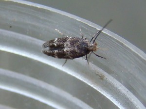 Copie de DSC06307.JPG