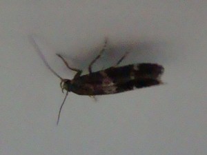 Copie de DSC06292.JPG
