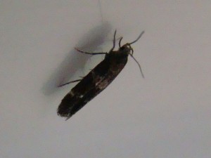 Copie de DSC06299.JPG