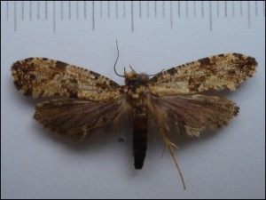 ph 001.jpg