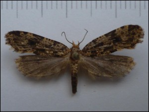 ph 002.jpg