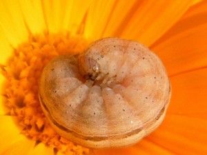 chenille  de noctuidae (noctuelle).JPG