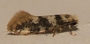 334 Tineidae Infurcitinea roesslerella Tymo 2008.07.02 (2p).JPG