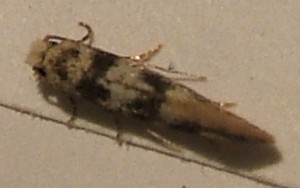 334 Tineidae Infurcitinea roesslerella Tymo 2008.07.02 (5p).JPG