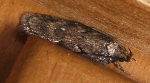 1152 Elachistidae Depressariinae Depressaria olerella 2008.01.23 à v.(1p).JPG