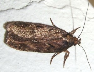 1152 Elachistidae Depressariinae Depressaria olerella à v.2008.01.23 (4T).JPG