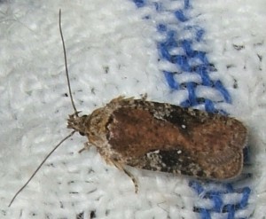 1201 Oecophoridae, depressinae Agonopterix purpurea 2007.12.17 (12p).JPG