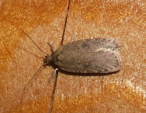 1170 Oecophoridae, depressinae, Agonopterix heracliana 2007.12.07 (1p).JPG