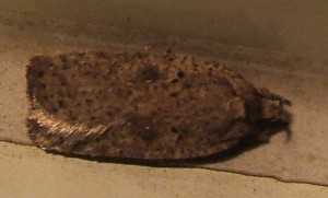 1207 Oecophoridae, depressinae Agonopterix sp arenella... T ocellana possible 2008.07.20 (1p).JPG