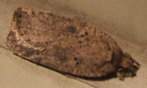 1207 Oecophoridae, depressinae Agonopterix sp arenella... T ocellana possible 2008.07.20 (2p).JPG