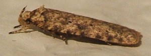 1209 Oecophoridae depessariinae  Agonopterix cf ciliella  2008.03.31 (3T).JPG