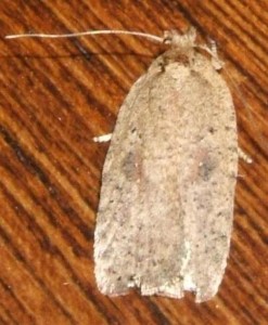 1212 Elachistidae Depressariinae Agonopterix assimilella 2009.07.23 (1pt).JPG