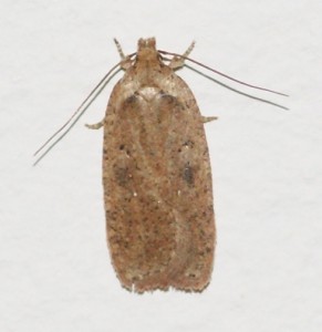 Depressariidae 2009.11.17 (2p).JPG