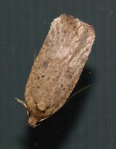 Depressariidae tv 2009.12.17 (1p).JPG