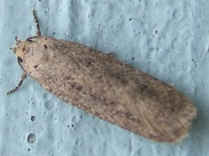 Depressaria  badiella... daucella...  2009.05.21 (1p).JPG