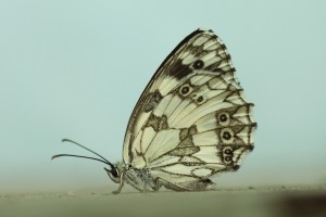 IMG_0236.jpg